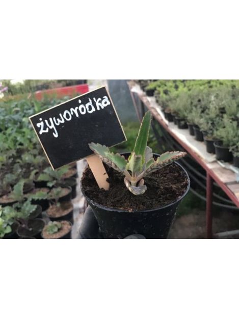 Żyworódka - sadzonki