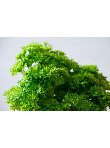 Pietruszka naciowa - pęczek