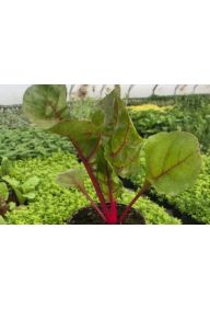 Boćwina/burak liściowy - sadzonki