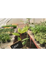 Liść laurowy - sadzonki