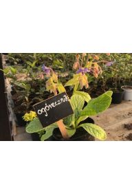 Ogórecznik - sadzonki