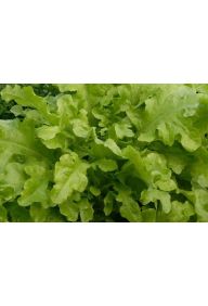 Sałata dębolistna zielona