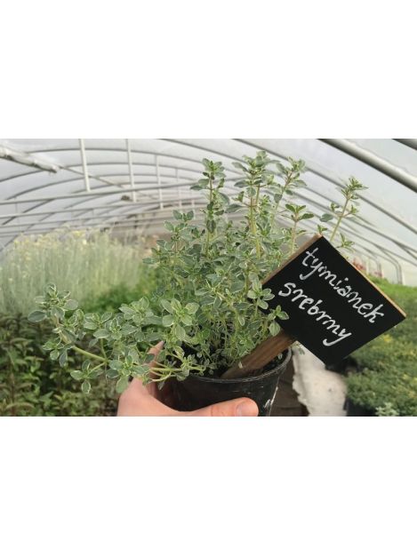 Tymianek srebrny - sadzonki