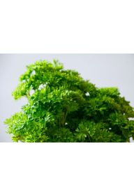 Pietruszka naciowa - pęczek