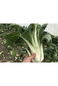 Pak choi