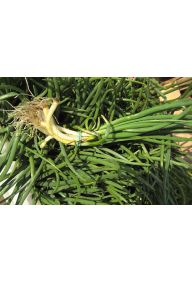 Cebulka zielona - pęczek