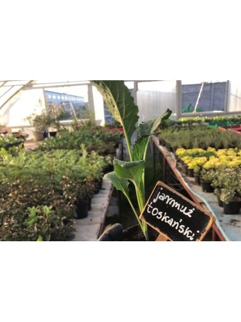 Jarmuż toskański - sadzonki