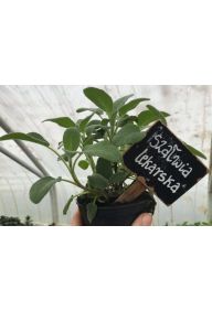 Szałwia lekarska - sadzonki