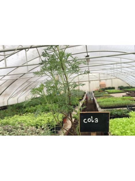 Cola - sadzonki