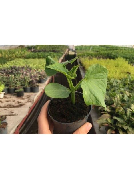 Ogórki gruntowe - sadzonki