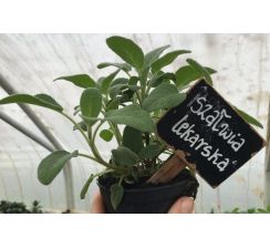 Szałwia lekarska - sadzonki