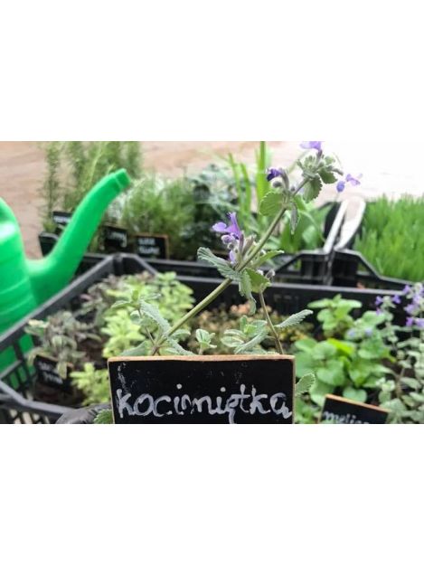 Kocimiętka - sadzonki