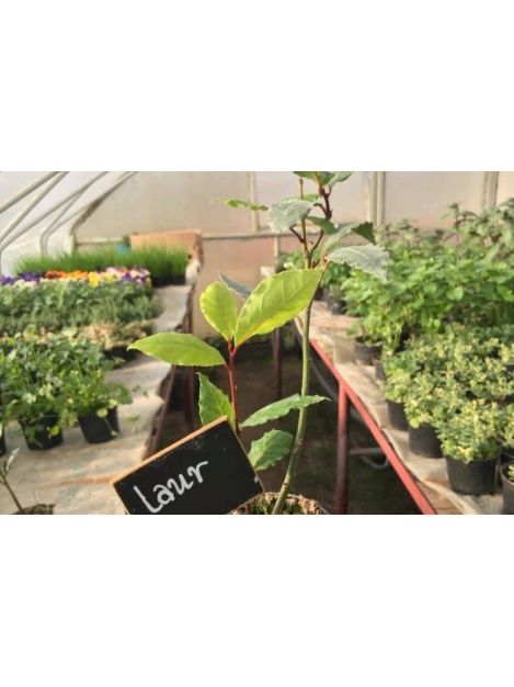Liść laurowy - sadzonki