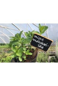 Mięta marokańska - sadzonki