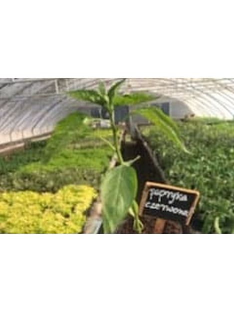 Papryka czerwona - sadzonki