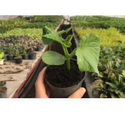 Ogórki gruntowe - sadzonki