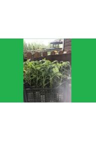 Pomidor bawole serce - sadzonki