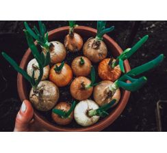 Cebulka dymka - sadzonki w dużych doniczkach