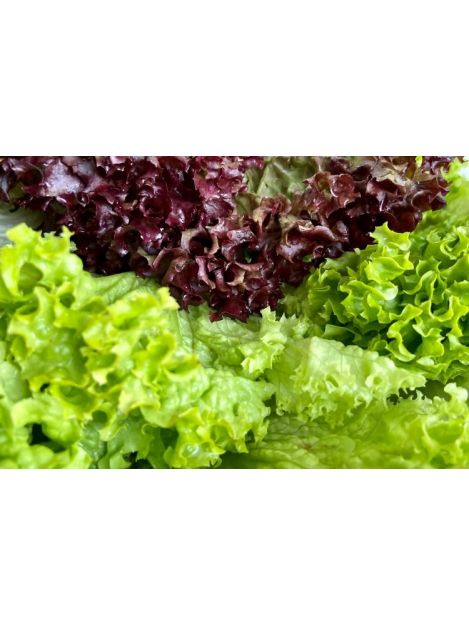 Sałata strzępiasta czerwona