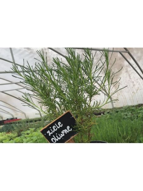 Ziele oliwne - sadzonki