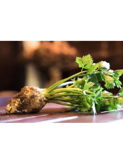 Seler młody z nacią