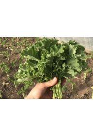 Jarmuż toskański - pęczek