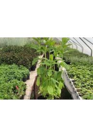 Mięta cytrynowa - sadzonki