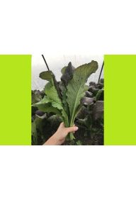 Musztardowiec - pęczek