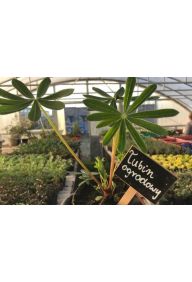 Łubin ogrodowy - sadzonki