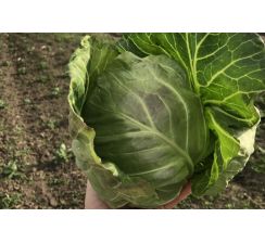 Kapusta biała młoda