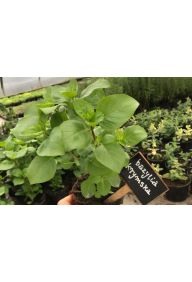 Bazylia krymska - sadzonki