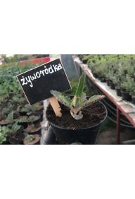 Żyworódka - sadzonki