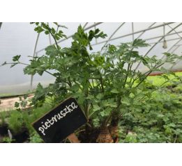 Pietruszka natka - sadzonki