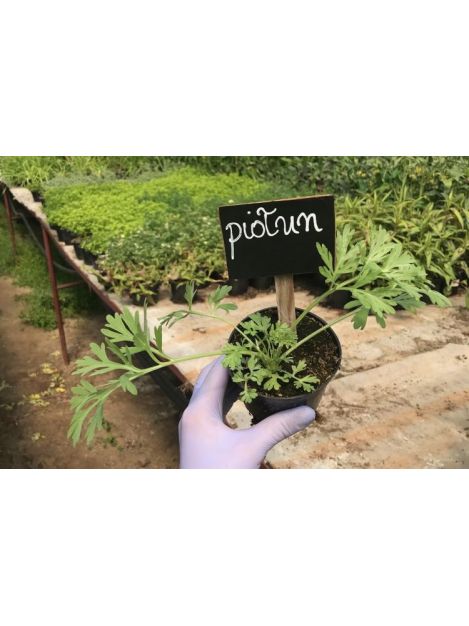 Bylica piołun - sadzonki