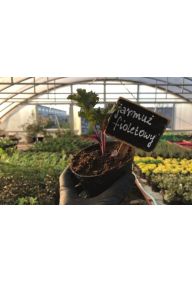 Jarmuż fioletowy - sadzonki