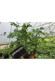 Pietruszka natka - sadzonki