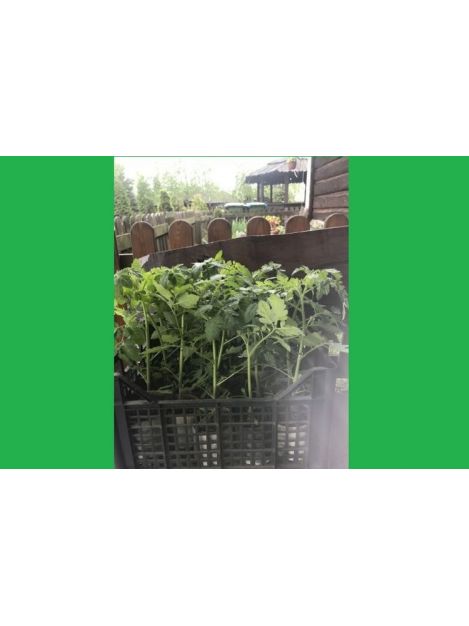 Pomidor koktajlowy czarny - sadzonki