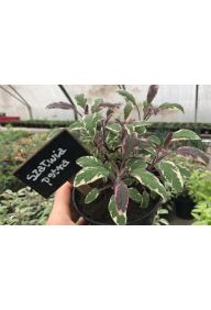 Szałwia pstra - sadzonki