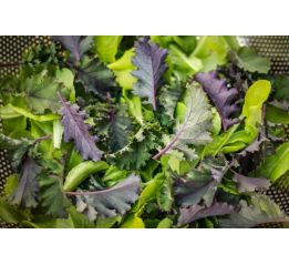 Mizuna czerwona - pęczek