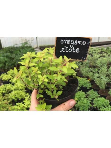 Oregano złote - sadzonki