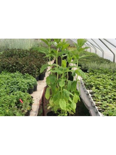 Mięta cytrynowa - sadzonki