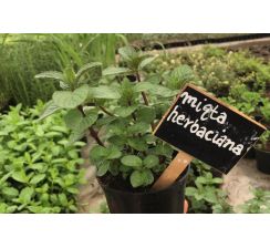 Mięta herbaciana - sadzonki