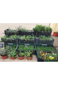 Dynia piżmowa - sadzonki