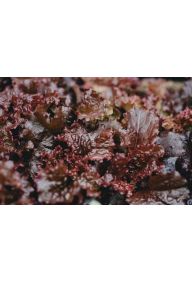 Sałata dębolistna czerwona