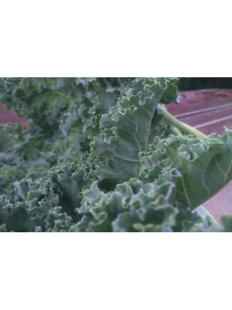 Jarmuż zielony - pęczek