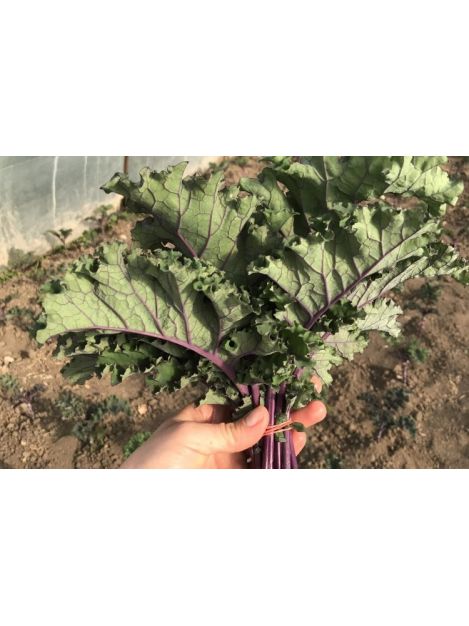 Jarmuż fioletowy - pęczek