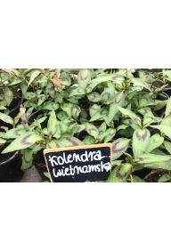Kolendra wietnamska - sadzonki