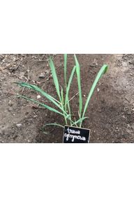 Trawa cytrynowa - sadzonki