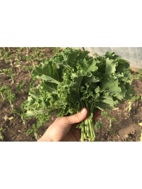 Jarmuż toskański - pęczek